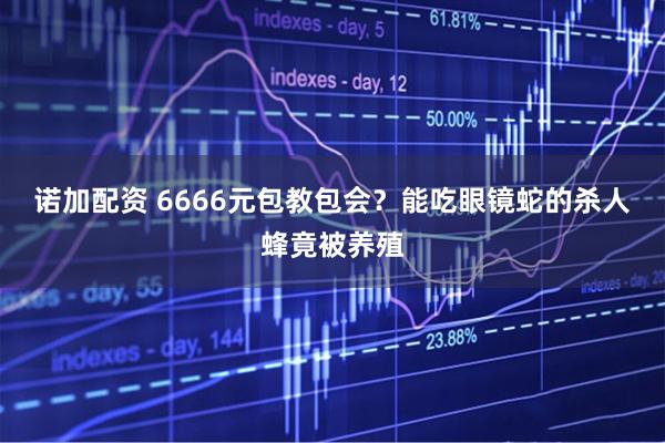 诺加配资 6666元包教包会？能吃眼镜蛇的杀人蜂竟被养殖
